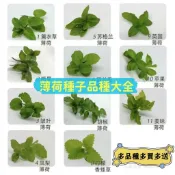 💥【薄荷種子】💯正品對版超多款薄荷種子驅蚊薄荷 可食用薄荷種子 香水檸檬薄荷四季種植好養易活繁殖強庭院盆栽