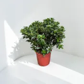植物空間 西洋杜鵑5寸 玫瑰杜鵑 開花植物 綠化植物
