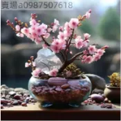 現貨 新品種 日本矮化櫻花（10粒）盆栽櫻花種子 微型櫻花 日本櫻花 室內櫻花 四季開花 室內易活 盆栽花草 招財種子