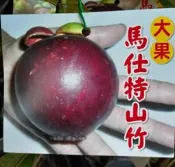 花田厝_水果苗—大果馬仕特山竹(嫁接)--又稱陀螺山竹~平地皆可種植/4吋高約20-30cm