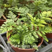 沅鈺農場   蕨類植物   兔腳蕨