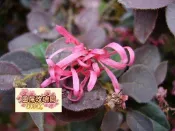 ╭＊田尾玫瑰園＊╯優良樹苗( 紅繼木.紅彩木)-3吋盆--花期持久.觀賞價值高