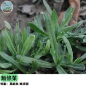 【台灣少見】麵條菜種子 野菠菜/山菠菜 可食用野菜 陽台盆栽 免農藥 快炒涮燙都美味 贈種植教學 稀有品種 現貨速發