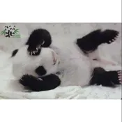 貓熊 特製版 悠遊卡 D款 (我要喝ㄋㄟㄋㄟ)