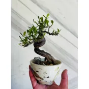 小品     金豆柑