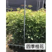 四季桂花/桂花苗/綠化樹木/永吉種苗園
