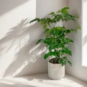 💰【旺旺樹/進財樹盆栽】財氣滿滿・鎮宅聚福風水植物｜企業開幕・喬遷送禮人氣首選