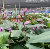 一禪種苗園-神秘、優雅的形象〈火鶴花-紫色〉居家綠化盆栽-3吋盆/室內觀賞花卉/辦公室送禮/喬遷送禮/熱烈的愛