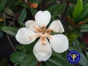 ╭＊田尾玫瑰園＊╯香花植物(洋玉蘭.荷花玉蘭.木蓮花)6吋40-50cm200元