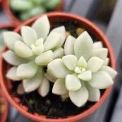 4公分盆迷你盆“姬秋麗錦”🔥穩根品🌵多肉植物❤️蘭心花卉