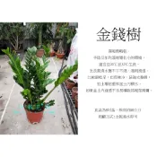 心栽花坊-金錢樹/雪鐵芋/招財植物/8吋/綠化植物/室內植物/觀葉植物/售價500特價400