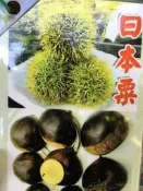 ╭＊田尾玫瑰園＊╯新品種樹種-(日本櫟)高20cm250元
