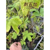 『525生態植物園』刺五加（白簕樹，五葉路刺，白刺尖，五葉木）非原生植物，可食用，香草，中藥或藥用植物
