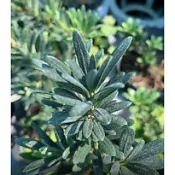 一禪種苗園-新芽呈鮮紅色〈紅芽珍珠羅漢松苗〉觀葉植物-3吋盆/稀有且造型小巧/風水植物