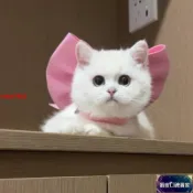 🐹瑪麗貓蝴蝶結寵物領結圍脖貓咪項鏈裝飾比熊狗狗項圈布偶貓德文