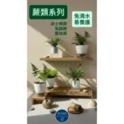 🌿 蕨類盆栽 波士頓蕨 兔腳蕨 蕾絲蕨  自動吸水盆栽｜室內綠植｜懶人植物｜辦公室盆栽｜免頻繁澆水【廣昌園藝】