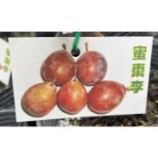 ★綠霖園藝★蜜棗李 嫁接苗高度30公分 新興果樹/觀賞植物/水果樹苗/新興果樹/果苗/嫁接/植物/盆栽