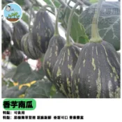 【栗子南瓜】香芋南瓜種子 日本品種改良 栗子地瓜口感 綿密香甜 家庭菜園 陽台盆栽 爬藤植物 瓜果種子 好種易活
