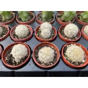 🌵1吋迷你盆【 白星 】多肉植物、仙人掌🌵