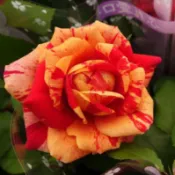 《璀璨之星》🈶貨🌹 玫瑰花盆栽苗 🌹 玫瑰苗 🌹 玫瑰花苗 🌹 玫瑰盆花 🌹玫瑰花🌹