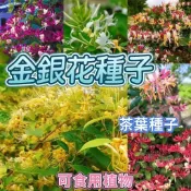 ✔💯可食用植物種籽【金銀花種子】野生金銀花種子 忍冬花種子 銀花種子 中藥材種子 茶葉種子  陽臺庭院 實用植物