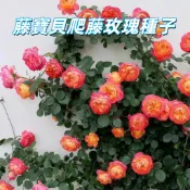 【藤寶貝爬藤玫瑰種子】攀藤玫瑰花苗 四季開花 陽台庭院盆栽 易種耐熱 香花植物 送禮自種 台灣常見觀賞花卉 開花不斷 綠