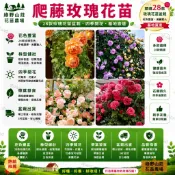 台灣現貨🌹【爬藤玫瑰花苗】🌹 基地直達 香水爬藤薔薇花苗藤本月季 四季種植爬藤大花月季攀援圍墻植物耐寒易種易活超好養殖