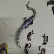 限時下殺TOMY ZOIDS 索斯獸 地震龍   搖頭尾功能沒了 四肢有斷件修復  當屍體出430非偏遠不聊天爽快交易貨