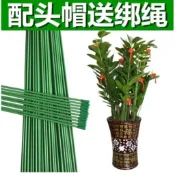 🚚限時熱賣🚚﹍﹉支撐桿園藝龜背竹花卉植物固定蘭花金錢樹爬藤架子花支架防倒室內
