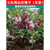 【CoCo園藝】重瓣茶花鳳仙種子（七彩鳳仙花）種子盆栽陽台庭院稀有品種庭院陽台觀賞花卉種子