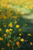 【千代】康泰時蔡司contax 85mm 1.4佳能eos口  AEG德產zeiss contax 85/1.