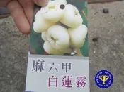 ╭＊田尾玫瑰園＊╯優良水果苗---(麻六甲白蓮霧)--