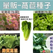 【花園城堡】量販-萵苣種子 綠蘿蔓萵苣(羅美生菜)種子 紅萵苣(生菜) 綠萵苣新「全季節生菜」耐熱粉葉萵苣 綠寶萵苣
