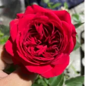 《大地主》🈶貨 🌹 玫瑰花盆栽苗 🌹 玫瑰苗 🌹 玫瑰花苗 🌹 玫瑰盆花 🌹玫瑰花🌹