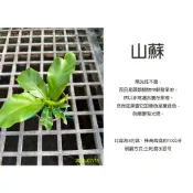心栽花坊-山蘇/3吋盆/綠化植物/室內植物/觀葉植物/蕨類/特價50
