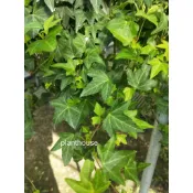 ●○植宅●○綠色常春藤●○5吋盆●○室內植物●○