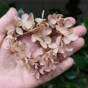 愛心情人花圈永生花乾燥花 結婚捧花畢業謝師禮物生日畢業禮物七