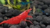 【彩蝦屋】血腥瑪麗 米蝦  高級活餌
