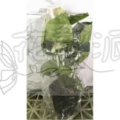 花幫派_季節花卉植物—婚紗火鶴花--多年生宿根花卉~全年均能開花/5吋高約20-30cm/特價440