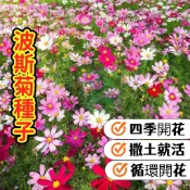 森禾|波斯菊種子 格桑花 四季花海 易種快開 陽台庭院 花壇佈置 花姿浪漫 花色繽紛 綠化美化 新手必備