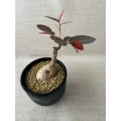 塊根植物-奇異油柑盆栽（含盆土）
