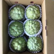 台東嚴選大目釋迦六粒禮盒裝（免運費）