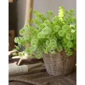 霜月~仿真花-仿真金錢草 假花 配花 拍照道具 花束 不凋花 永生花 婚禮佈置 手作素材 攝影道具 新娘捧花 塑膠花