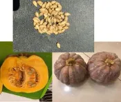【n0900台灣最便宜】2021 有西洋型栗子南瓜鮮甜綿密的風味 兼具中國南瓜好種及西洋南瓜好吃特色南瓜種子每包10顆＄