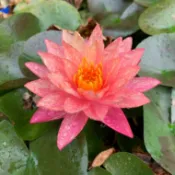 【御工坊】園藝植作 萬薇莎 睡蓮 觀音蓮 蓮花