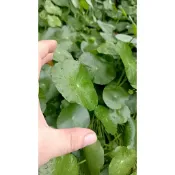 金錢草(銅錢草、圓幣草、香菇草)或金錢薄荷或不知名一株4元三吋盆一盆12元，運費120(郵寄