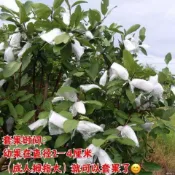熱銷 芭樂套袋 番石榴網袋套袋 楊桃袋石榴一體袋包番石榴的防蟲透氣袋 芭樂套袋 番石榴網袋套袋