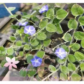 芙菈朵森林 土丁桂 人字草 海角七號 5吋盆 香草植物 蔓性植物