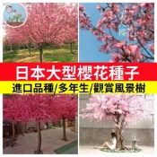 【現貨免運】日本八重櫻 吉野櫻 富士櫻花種子 大型花樹 景觀樹 庭院造景 陽台盆栽 開花植物