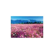 (店+)★拼圖貓★ HC - 台灣之美系列-台中●梨山 波斯菊花海 台灣製 1000片 夜光拼圖 1000-137D